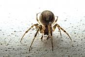 venstersectorspin (zygiella x-notata) 11-2011 2654